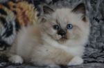 Merlin